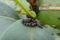 Eurymeloides bicincta
