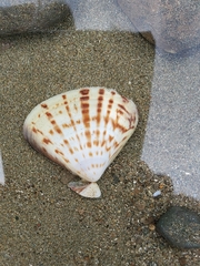 Tivela