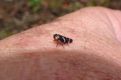 Eurymeloides bicincta