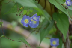 Ipomoea aristolochiifolia