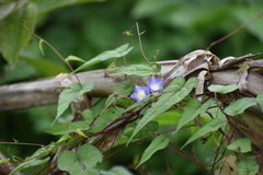 Ipomoea aristolochiifolia