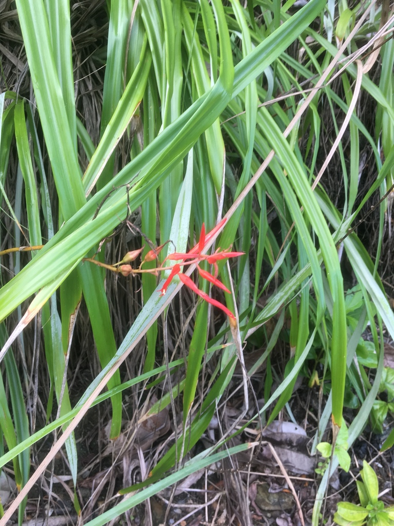Pitcairnia integrifolia