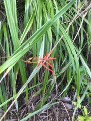 Pitcairnia integrifolia, photograph (c) Jessica, some rights reserved (CC BY)