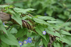 Ipomoea aristolochiifolia