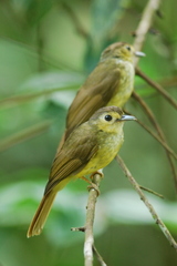 Tricholestes criniger