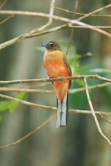 Harpactes duvaucelii