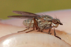 Pherbellia cinerella