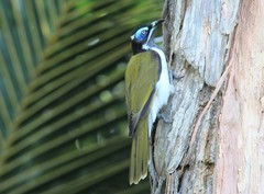 Entomyzon cyanotis