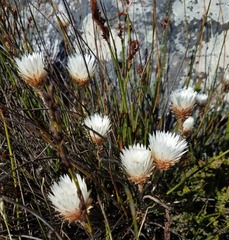 Edmondia