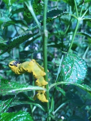 Acherontia