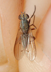 Pherbellia cinerella