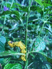 Acherontia
