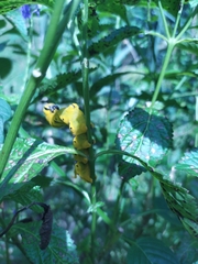 Acherontia