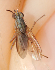 Pherbellia cinerella