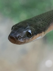 Lycodonomorphus rufulus