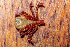 Ixodes cornuatus