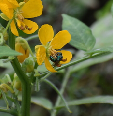 Pseudaugochlora graminea
