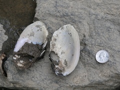 Atlanticoncha ochracea