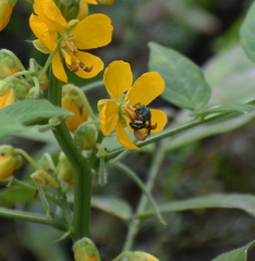 Pseudaugochlora graminea
