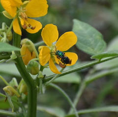 Pseudaugochlora graminea