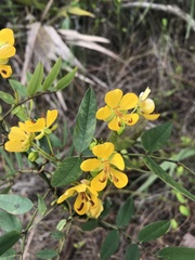 Senna chapmanii