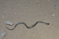 Hypsiglena ochrorhynchus klauberi