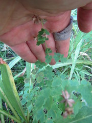 Thalictrum fendleri fendleri