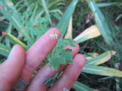 Thalictrum fendleri fendleri