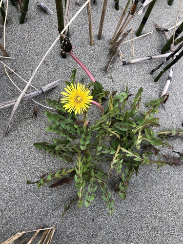slender hook-lobed dandelion (Taraxacum hamatulum)