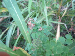Thalictrum fendleri fendleri