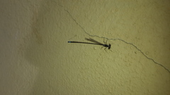 Argentagrion ambiguum
