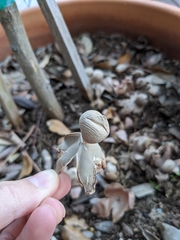 Geastrum fornicatum