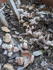 Geastrum fornicatum