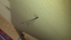 Argentagrion ambiguum