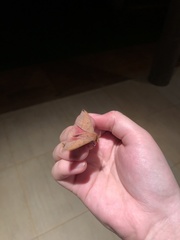 Adeloneivaia subangulata