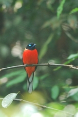 Harpactes duvaucelii