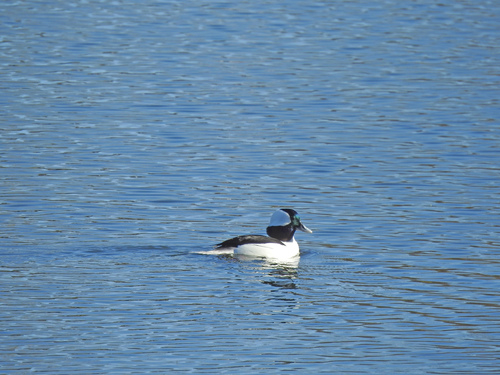 Bufflehead photographed in Georgia