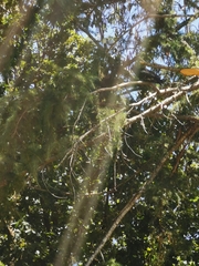 Corcorax melanorhamphos