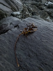 Laminaria hyperborea