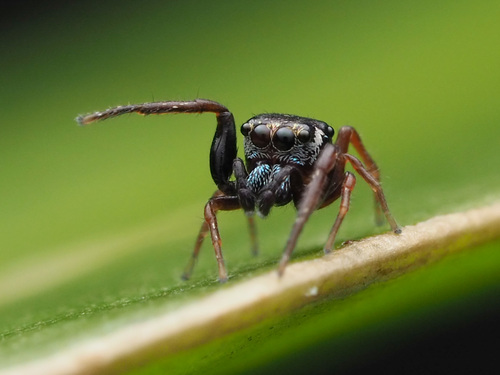 Zygoballus sexpunctatus photo 4