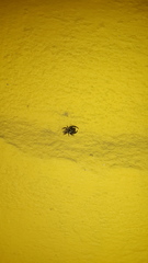 Dendryphantes