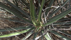 Agave albomarginata