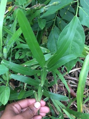 Stenotaphrum dimidiatum