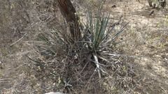 Agave albomarginata