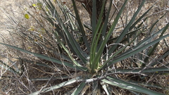 Agave albomarginata