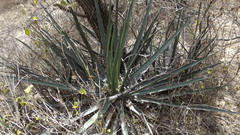 Agave albomarginata