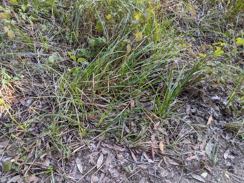 Image of Carex barbarae by (c) Ken-ichi Ueda, some rights reserved (CC BY)