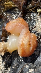 Sycozoa cerebriformis