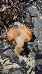 Sycozoa cerebriformis