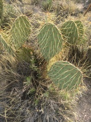 Opuntia engelmannii flavispina